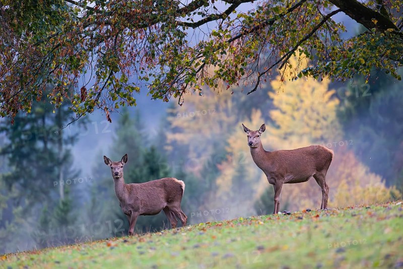 Two red deer hinds (Cervus elaphus) stand in a meadow, A forest with autumn leaves can be seen in the background. Wisps of mist drift over the forest