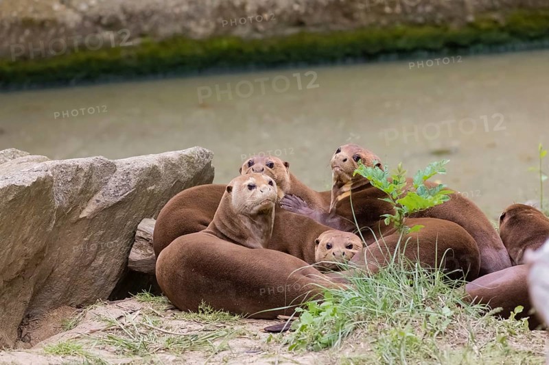 A family of giant otters or giant river otters (Pteronura brasiliensis) playing on a river bank