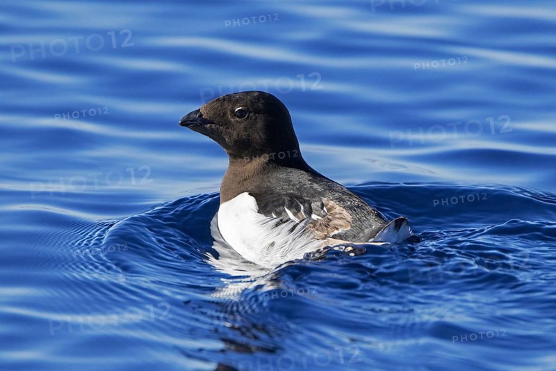 Little auk, dovekie (Alle alle) swimming in the Arctic Ocean, Svalbard, Spitsbergen, Norway, Europe