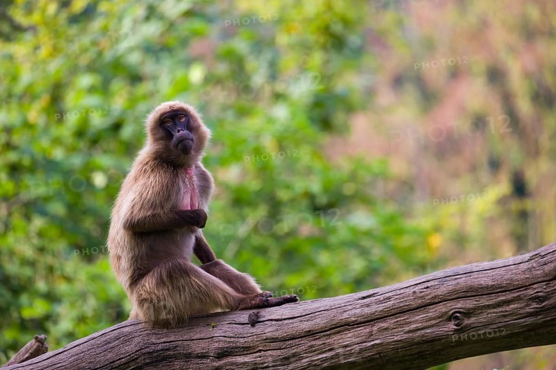 Portrait of an adult male Gelada (Theropithecus gelada), or bleeding-heart monkey, resting on a log. A green forest in the background