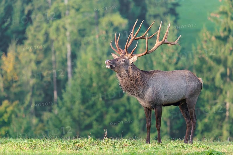 An Altai maral stag (Altai wapiti or Altai moose) (Cervus canadensis sibiricus) stands flehming on a meadow in the early morning