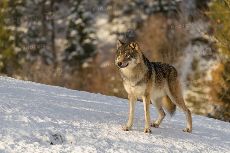 An adult male grey wolf (Canis lupus lupus) stands on a sloping, snow-covered meadow at the edge of a forest on a cold, sunny day