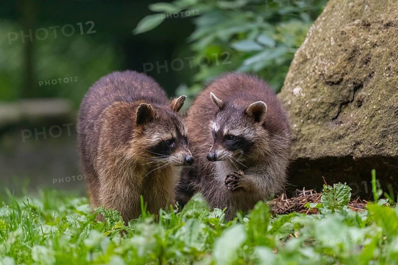 Two adult Raccoons, Procyon lotor, standing on a meadow side by side. A rock and green vegetation in the background