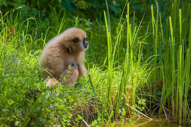 A White-handed gibbon, Hylobates lar, sits in tall grass