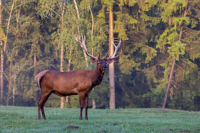 One Wapiti stag, Cervus canadensis, stands on a green meadow at a forest edge