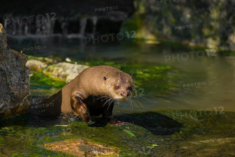 One giant otter or giant river otter (Pteronura brasiliensis) stands on a mossy rock at a little cascade