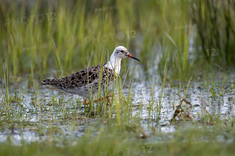 Ruff (Philomachus pugnax), male, in mating plumage, Ochsenmoor, Dümmer, Lemförde, Lower Saxony, Germany, Europe