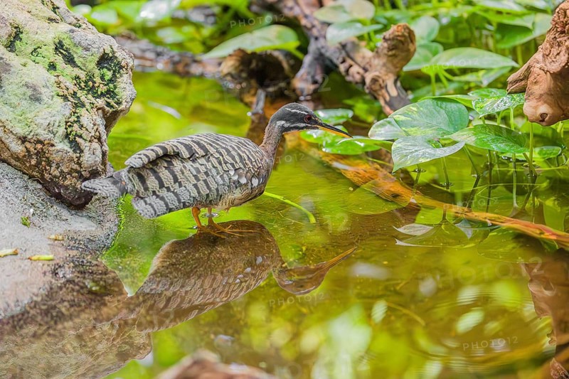 A sunbittern (Eurypyga helias) walks through a shallow creek in a forest searching for food