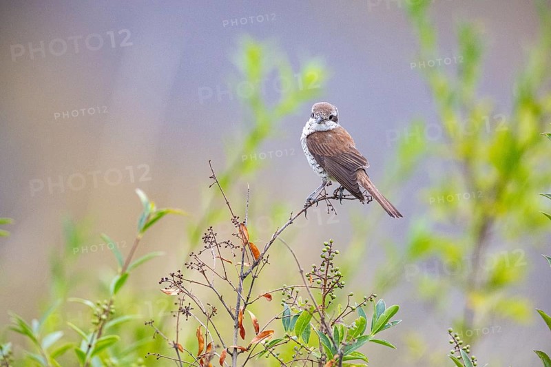 Red-backed shrike (Lanius collurio) wbl Germany