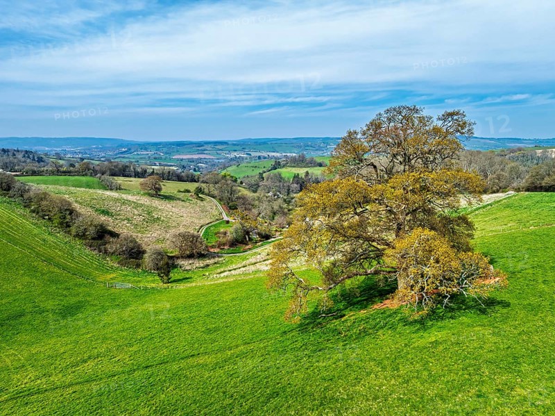 Old Oak over Farms and Fields from a drone, Newton Abbot, Devon, England, United Kingdom, Europe