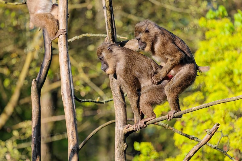 Two Drills (Mandrillus leucophaeus) mating high up in a tree. A green forest can be seen in the background