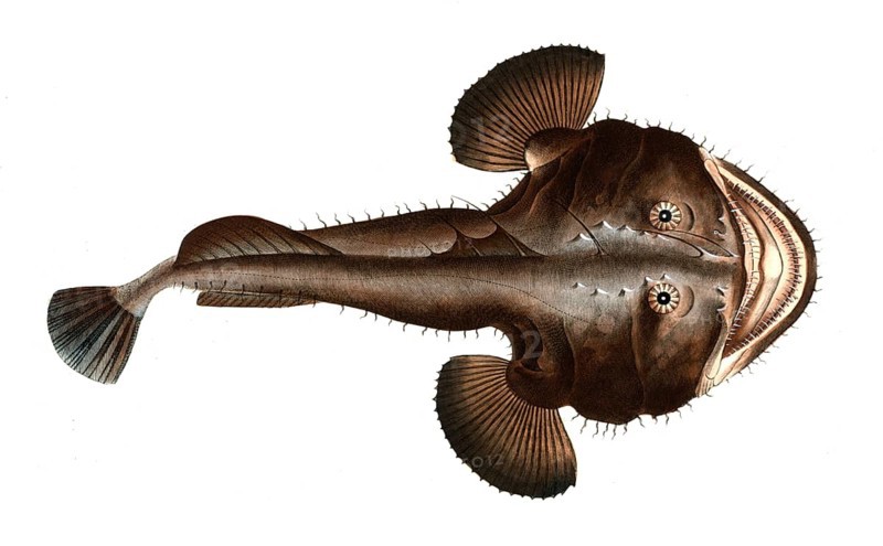 Fish, Fische, Lophius piscatorius, Der Seeteufel, The Sea Devil, Historical, digitally restored reproduction from a 19th century original, Record date not stated