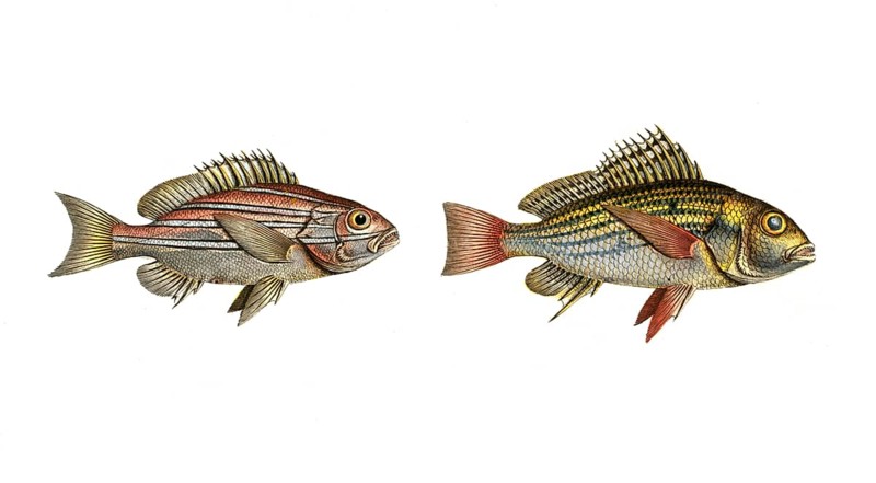 Fish, fishes, left: Genus of the hussar fish, Holocentrus bengalensis, the Bengal Sogo. right: Lutjanus hasta, the longspine, Historic, digitally restored reproduction from a 19th century original, Record date not stated