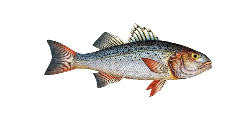 Fish, Fish, Genus of the family of Umberfishes, Sciaena punctata, Morone punctata, punctulated Umber, Historic, digitally restored reproduction from a 19th century original, Record date not stated