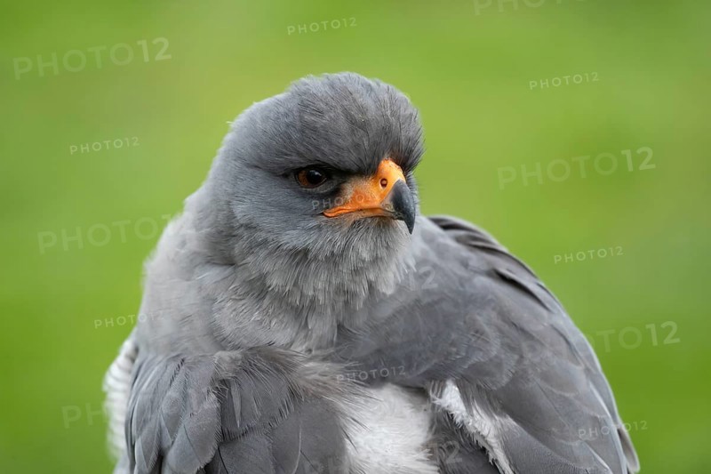 Pale chanting goshawk (Melierax canorus) adult bird of prey head portrait, England, United Kingdom - Captive