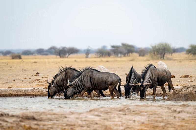 Blue wildebeest (Connochaetes taurinus), four wildebeest drinking at a waterhole, Nxai Pan National Park, Botswana, Africa