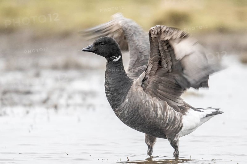 Brent goose (Branta bernicla), Amrum, Schleswig-Holstein, Germany, Europe