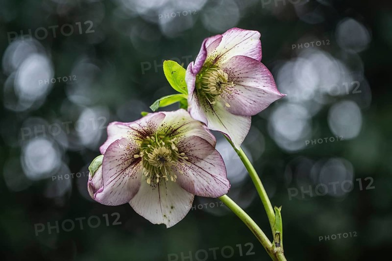 Lenzrose (Helleborus orientalis-Hybride Picote), Emsland, Lower Saxony, Germany, Europe