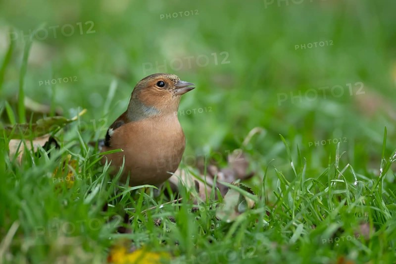 Eurasian chaffinch (Fringilla coelebs) adult male bird on a garden grass lawn, England, United Kingdom, Europe