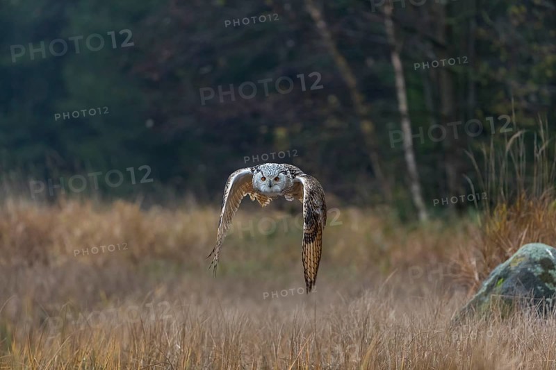 One Siberian Eagle Owl (Bubo bubo sibiricus) flying over tall reed grass lakeshore on an autumnal misty cold morning