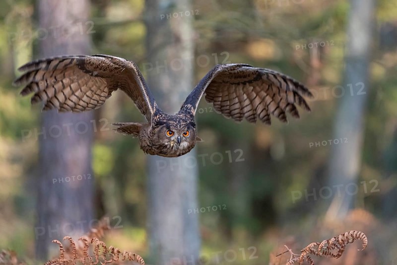 One Eurasian Eagle Owl, Bubo bubo, flying thru a forest with ferns on the ground