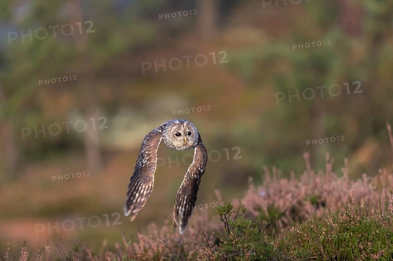 One tawny owl or brown owl (Strix aluco) flying over heather near a forest. Forest in the background