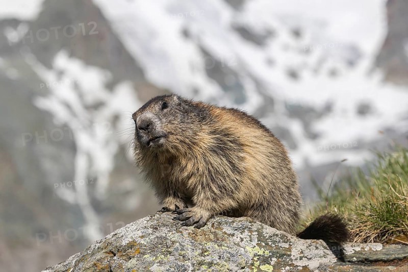 One adult Alpine Marmot, Marmota marmota, sitting on a rock. Mountains in the distant background. Grossglockner high alpine road, Austria, Europe