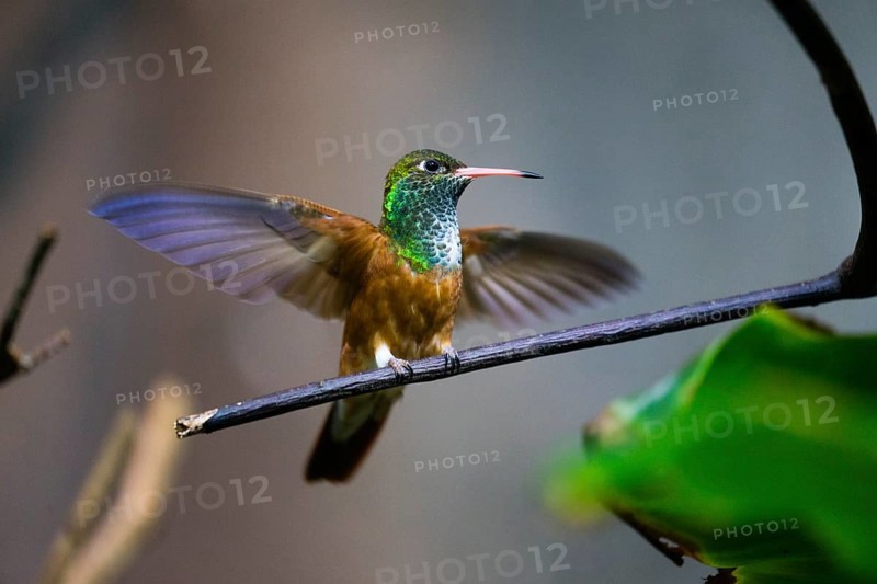 Buff-bellied Hummingbird (Amazillia yucatanensis), adult female, perched on a twig, with its wings extended, captive, Germany, Europe