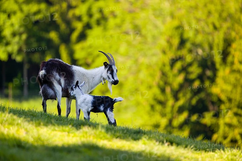 A female peacock goat (Capra aegagrus f. hircus) with her young is standing on a fresh green meadow with a forest in the background