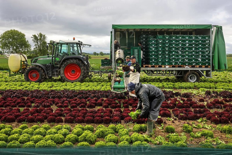 Soest, Sauerland, North Rhine-Westphalia, Germany - Vegetable cultivation, harvest helpers harvesting lettuce, the freshly harvested heads of lettuce are washed directly in the field in the trailer and packed in boxes, oak leaf lettuce (Lactus sativa var. crispa), also known as oak leaf lettuce or American lettuce, and Lollo Bianco and Lollo Rosso