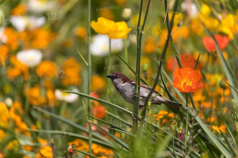 One male house sparrow (Passer domesticus) collecting insects in a flowering field of poppy (Papaver spec.) during breeding time