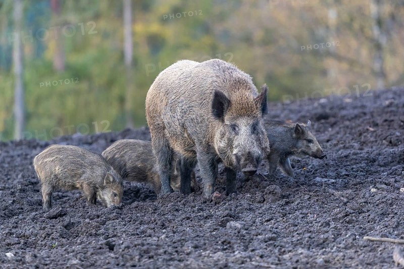 One adult female wild boar or wild pig (Sus scrofa), with a group of young piglets standing on a muddy opening searching for food, with an autumnal colored forest in the background