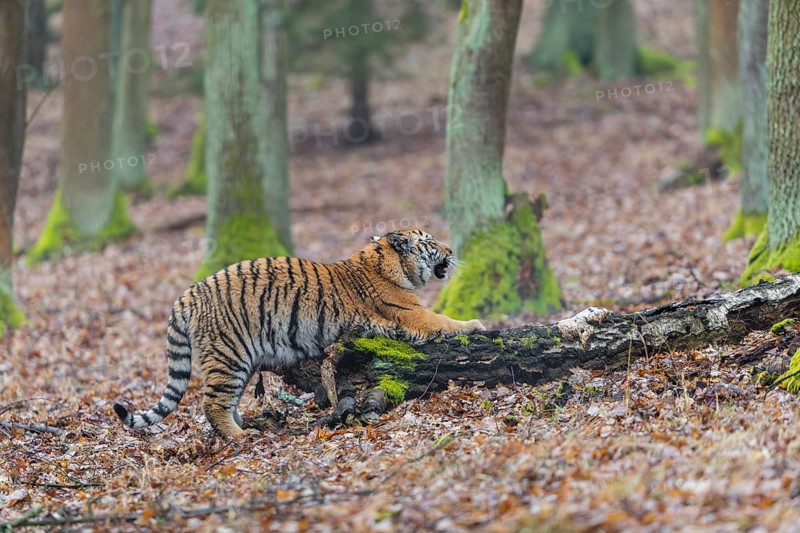 One young female Siberian Tiger, Panthera tigris altaica, sharpening its claws on a dead tree trunk in a forest