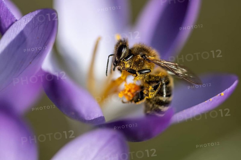 Elfin crocus (Crocus tommasinianus) with honey bee (Apis mellifera), Emsland, Lower Saxony, Germany, Europe