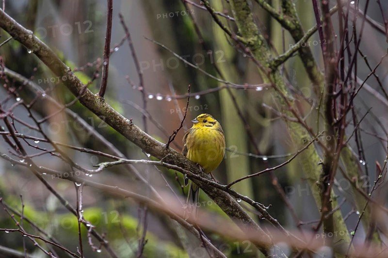 Yellowhammer (Emberiza citrinella) on a branch, Bavaria, Germany, Europe