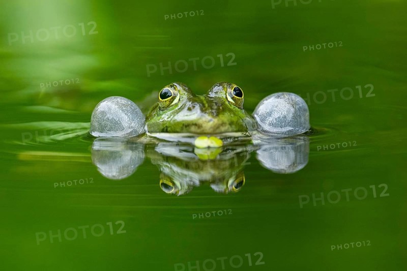 Edible frog (Pelophylax esculentus) in a little lake in the water, Bavaria, Germany, Europe