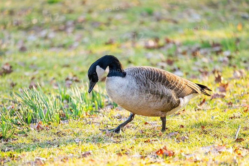 Canada goose (Branta canadensis) walking on a meadow in spring, Franconia, Bavaria, Germany, Europe