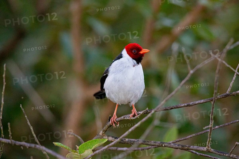 Mantled cardinal (Paroaria capitata) Pantanal Brazil