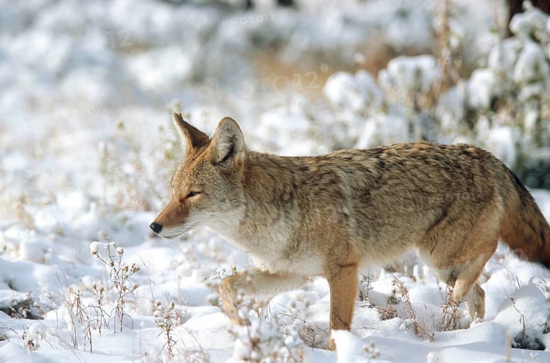Coyote. Canis latrans. Coyote standing on a snow-covered meadow and watching. Rocky Mountains national park. Colorado state. USA
