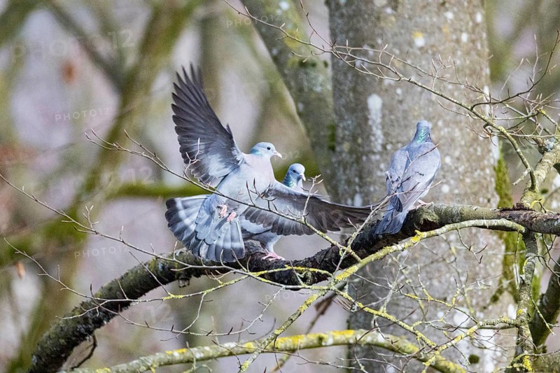 Stock Dove (Columba oenas) Germany