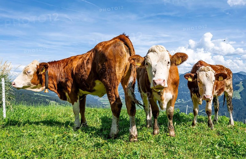 Three calves (Bos primigenius taurus), cows on an alpine meadow, Simmental cattle, Hochbrixen, Brixen im Thale, Tyrol, Austria, Europe