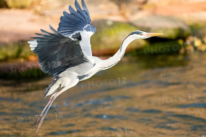 Grey heron (Ardea cinerea) flying at the shore of a lake, wildlife, Bavaria, Germany, Europe