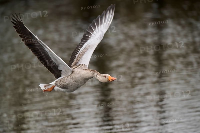 Graylag goose (Anser anser) strats flying from the water, Düne, Helgoland, Schleswig-Holstein, Germany, Europe