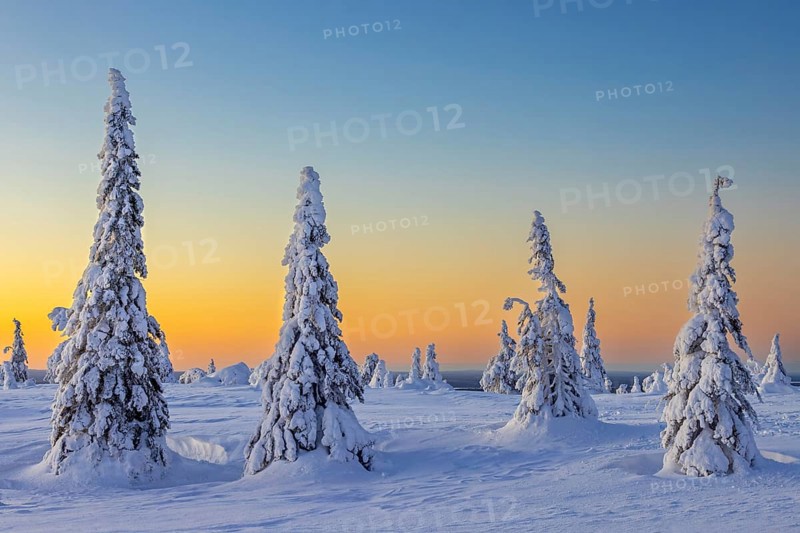 Tykky forest, snow covered spruce trees on the taiga at sunrise in winter, Riisitunturi National Park, Finnish Lapland, Posio, Koillismaa, Finland, Europe