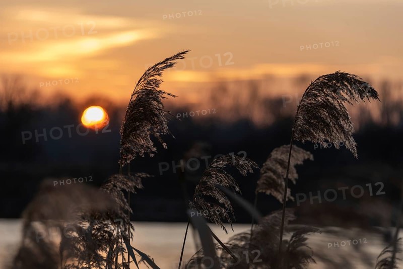 Reeds on the lakeshore at sunset with bright orange sky and silhouettes, Germany, Europe
