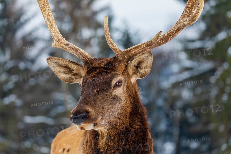 Portrait of a Wapiti stag, Cervus canadensis. A forest in the background