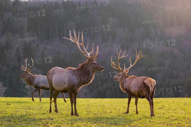 Three Altai maral stags, Altai wapiti or Altai elk (Cervus canadensis sibiricus) stand in a meadow in the late light of the day