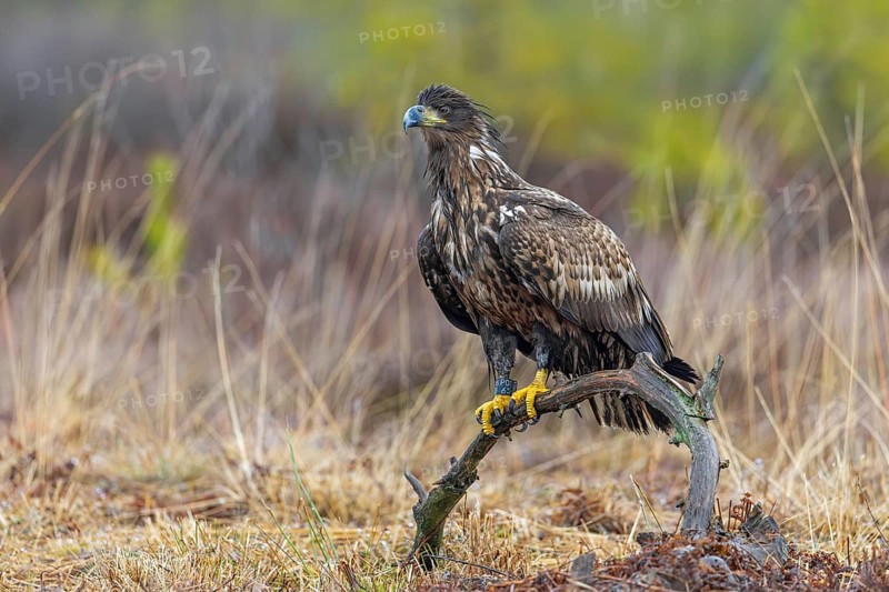 Ringed white-tailed eagle, Eurasian sea eagle, erne (Haliaeetus albicilla) juvenile perched in tree in moorland, heathland in late autumn, winter