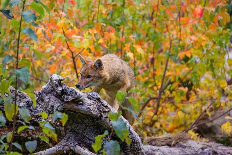 One golden jackal (Canis aureus) stands on a fallen tree trunk. Behind him is a tree in intense autumn colours