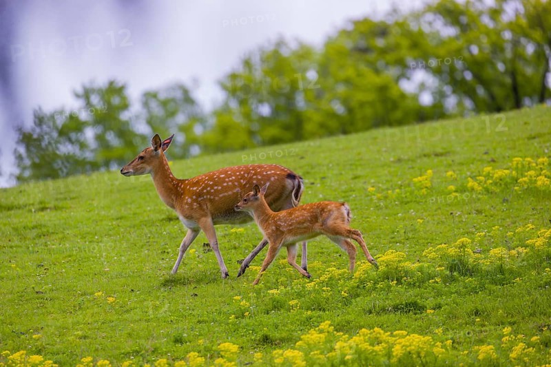 One female Manchurian sika deer or Dybowski's sika deer (Cervus nippon mantchuricus or Cervus nippon dybowskii) runs with her fawn over a meadow on hilly ground